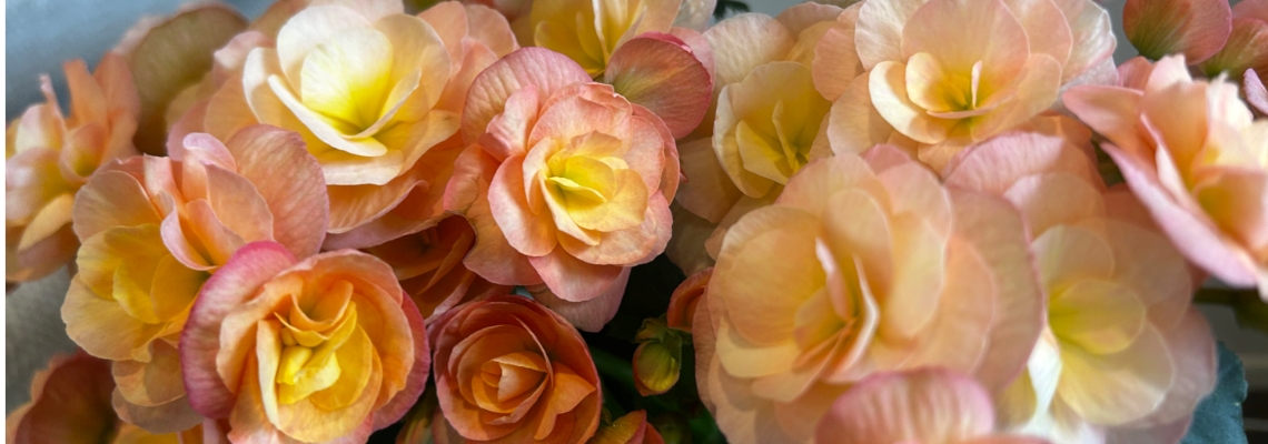 Begonia Elatior Banner Image0.jpeg